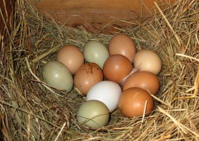 Are Brown Eggs better than White Eggs?